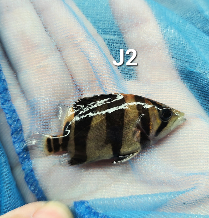 3 Bar Indo Datnoid Tiger Fish (Datnioides microlepis)