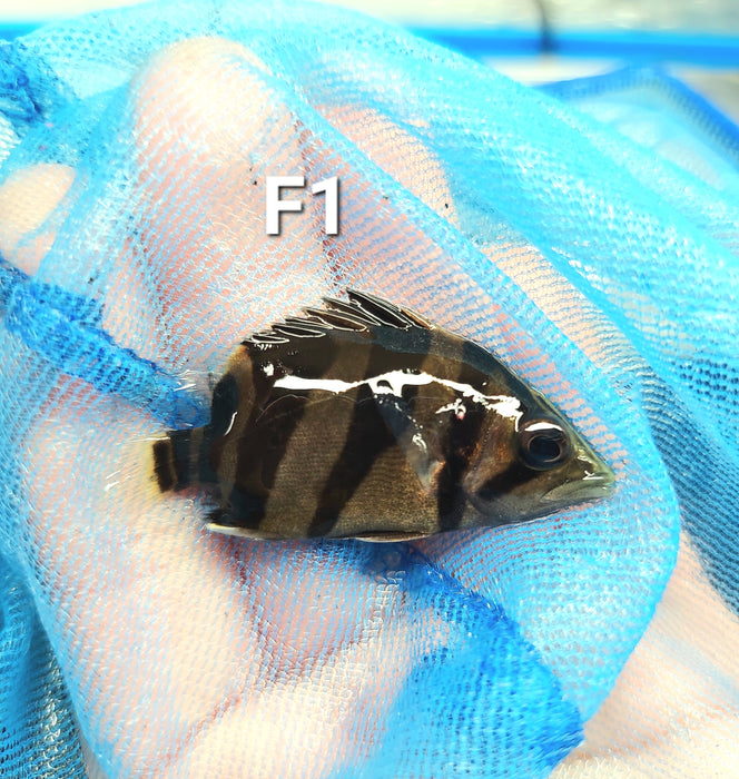 3 Bar Indo Datnoid Tiger Fish (Datnioides microlepis)