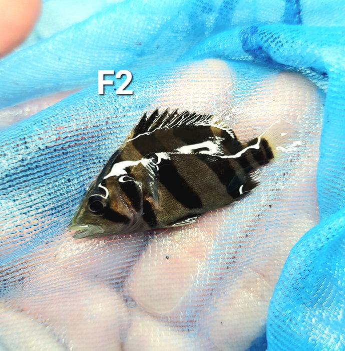 3 Bar Indo Datnoid Tiger Fish (Datnioides microlepis)