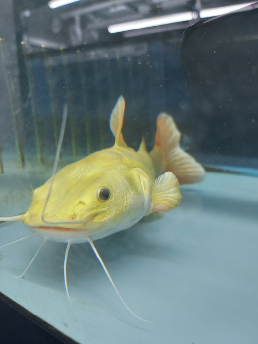 Platinum Redtail Catfish (Phractocephalus hemioliopterus)