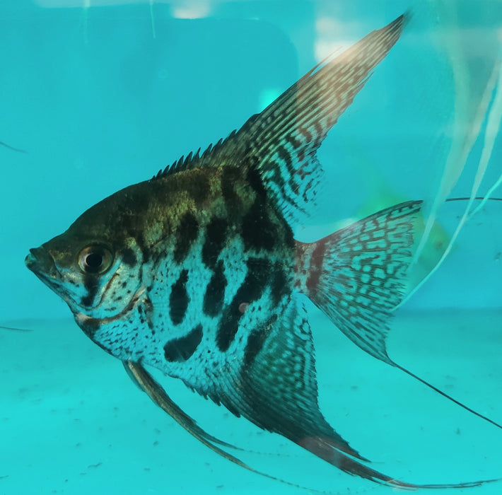 Pinoy Clown Angelfish (Pterophyllum scalare sp)