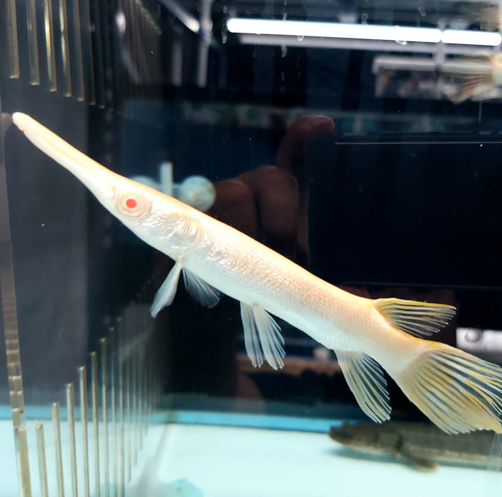 Short Body Albino Golden Alligator Gar (Atractosteus spatula)