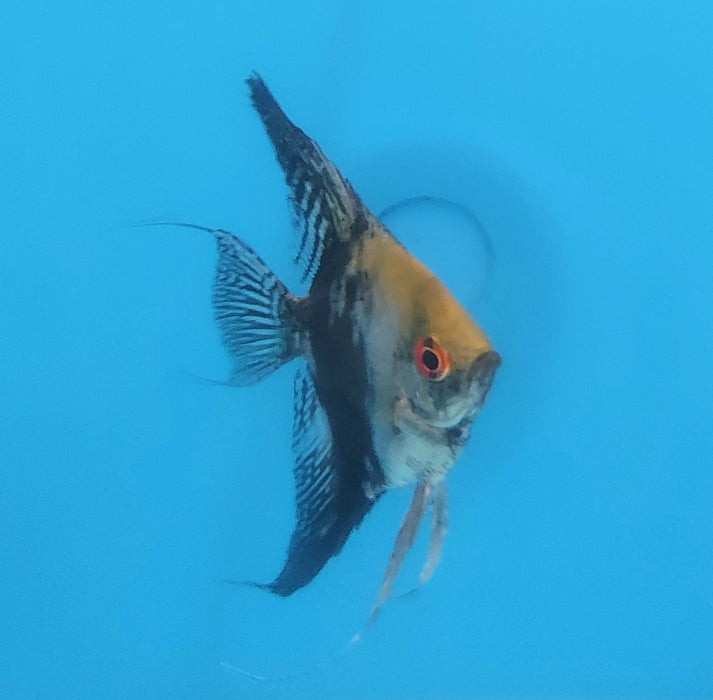 Smokey Blue Angelfish (Pterophyllum scalare sp)