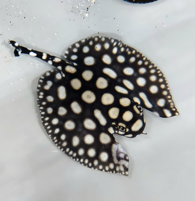 Batman Stingray (Potamotrygon sp)
