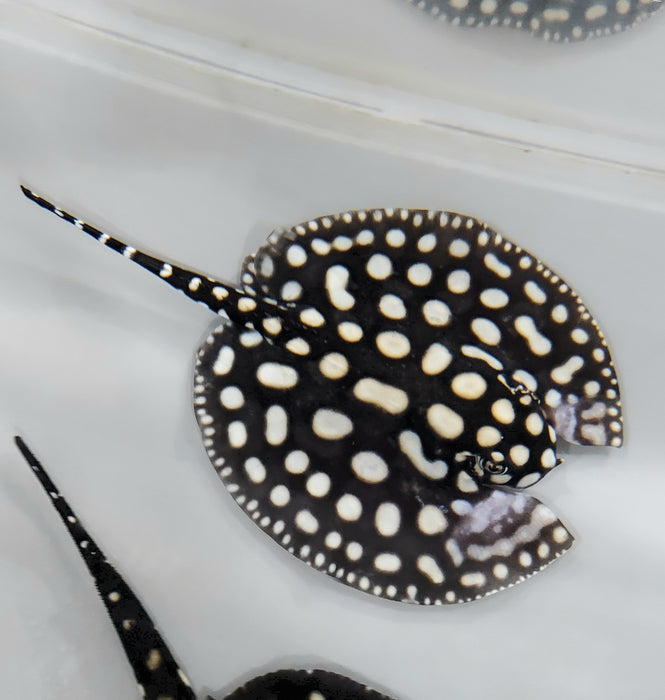 Batman Stingray (Potamotrygon sp)