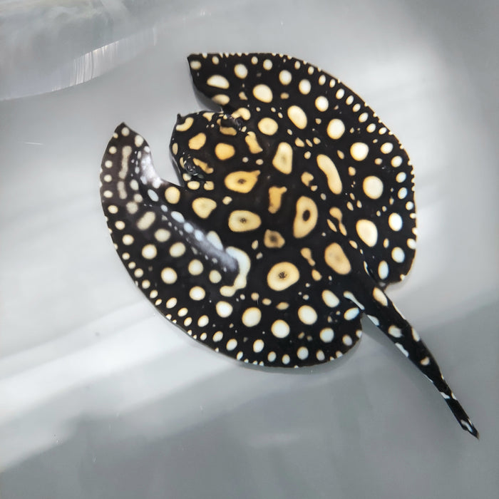 Batman Stingray (Potamotrygon sp)