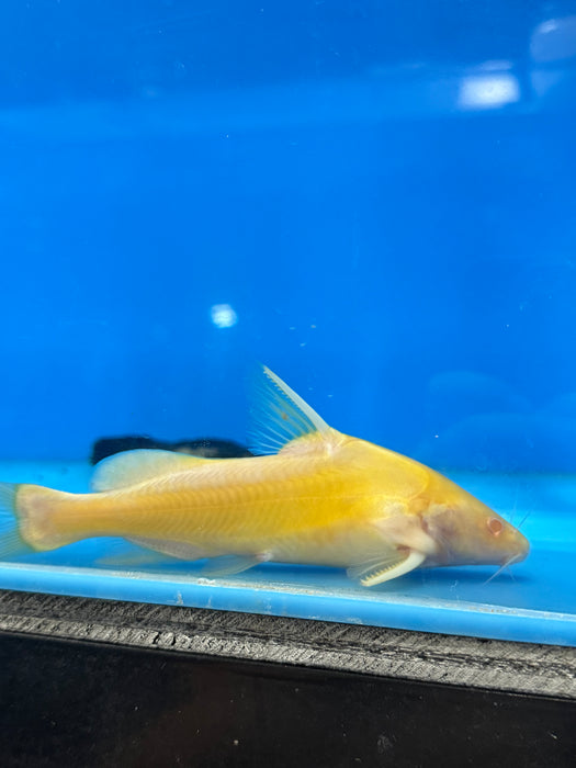 Albino Marble Lancer Catfish (Bagroides melapterus)