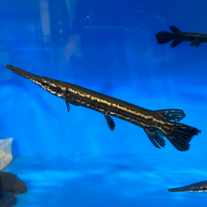 Cuban Gar (Atractosteus tristoechus)