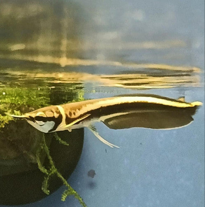 Black Arowana (Osteoglossum Ferreirai)