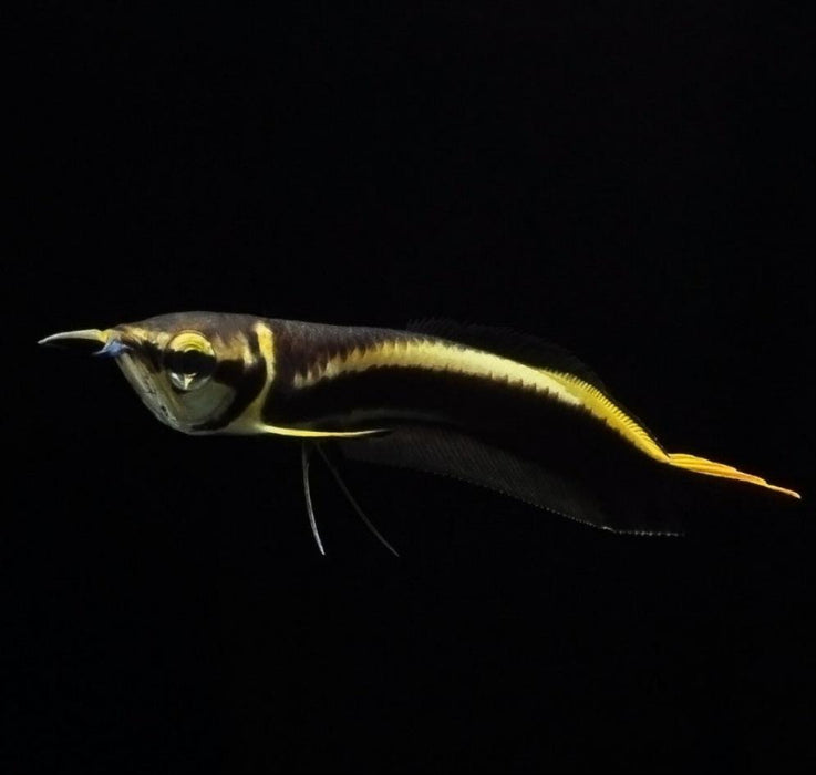 Black Arowana (Osteoglossum Ferreirai)