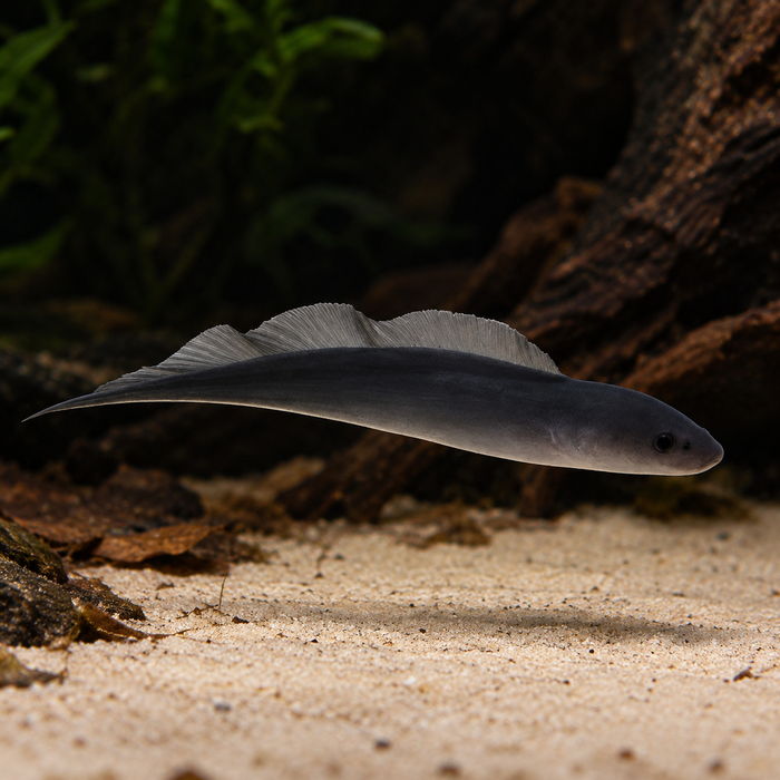 Aba Aba Knifefish (Gymnarchus niloticus)