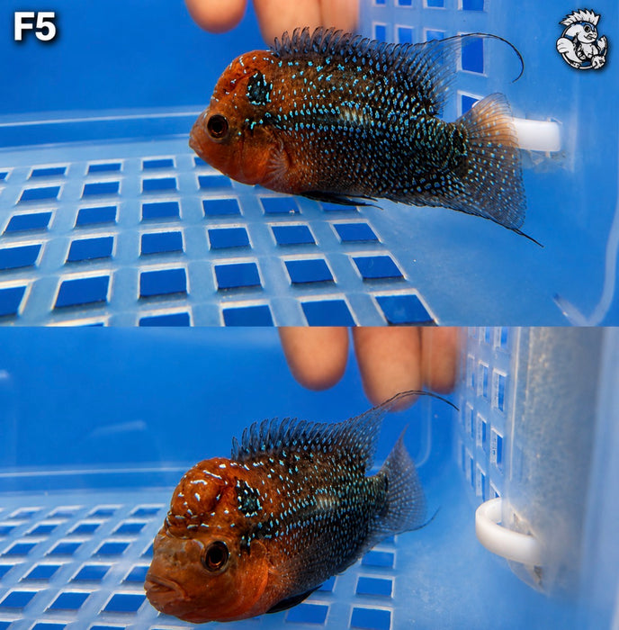 Flowerhorn Cichlid (Vieja sp)