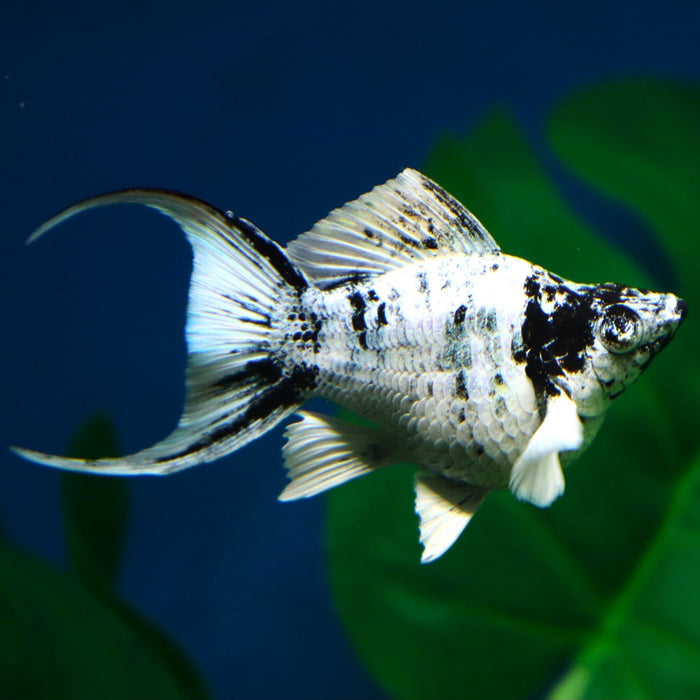 Platinum Marble Ballon Molly (Poecilia sphenops)