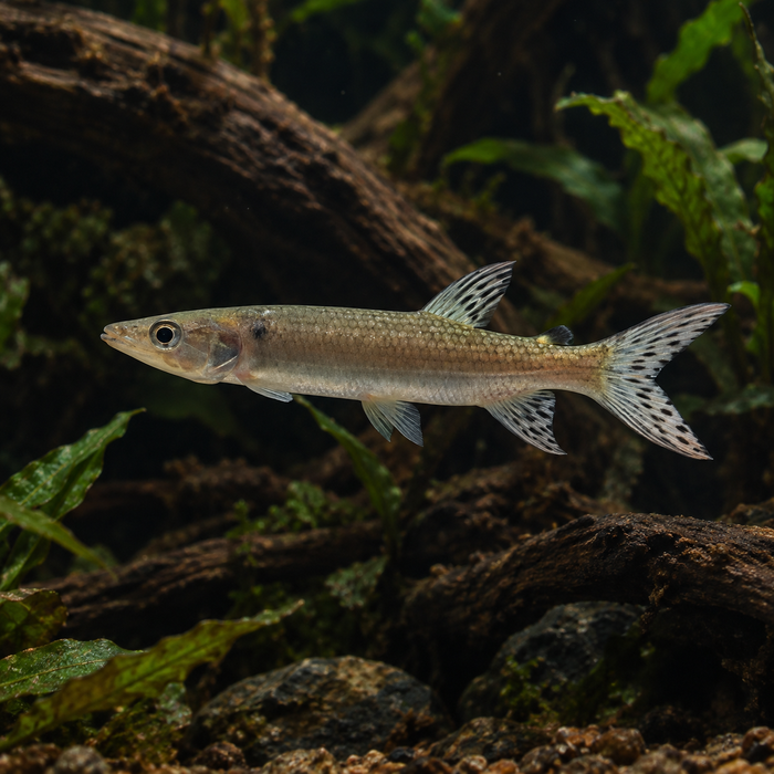 African Pike (Hepsetus odoe)