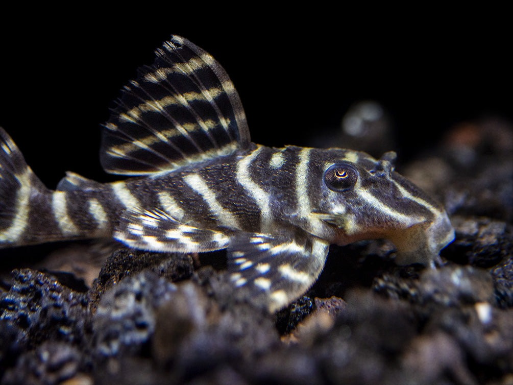 Zebra Pleco Zebra Pleco: A Comprehensive Guide To Hypancistrus Zebra