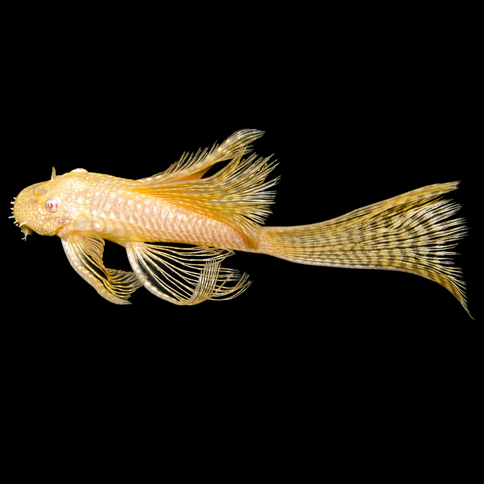 Albino Longfin Bristlenose Pleco (Ancistrus sp)