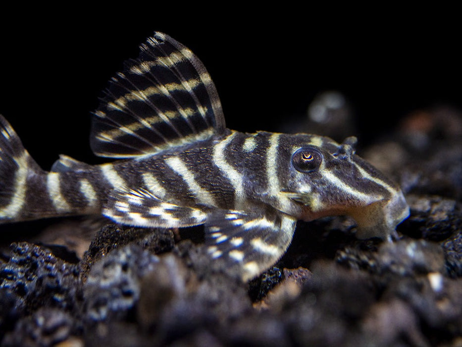 L129 Colombian Zebra Pleco (Hypancistrus debilitetra)