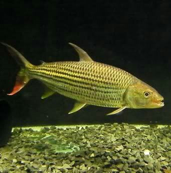 Forskahlii African Tiger Fish (Hydrocynus forskahlii)