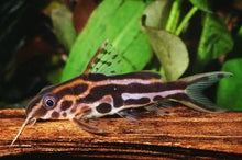 Load image into Gallery viewer, Orange Striped Synodontis (Synodontis flavitaeniatus)
