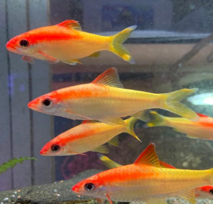 Golden Roseline Shark (Sahyadria denisonii)