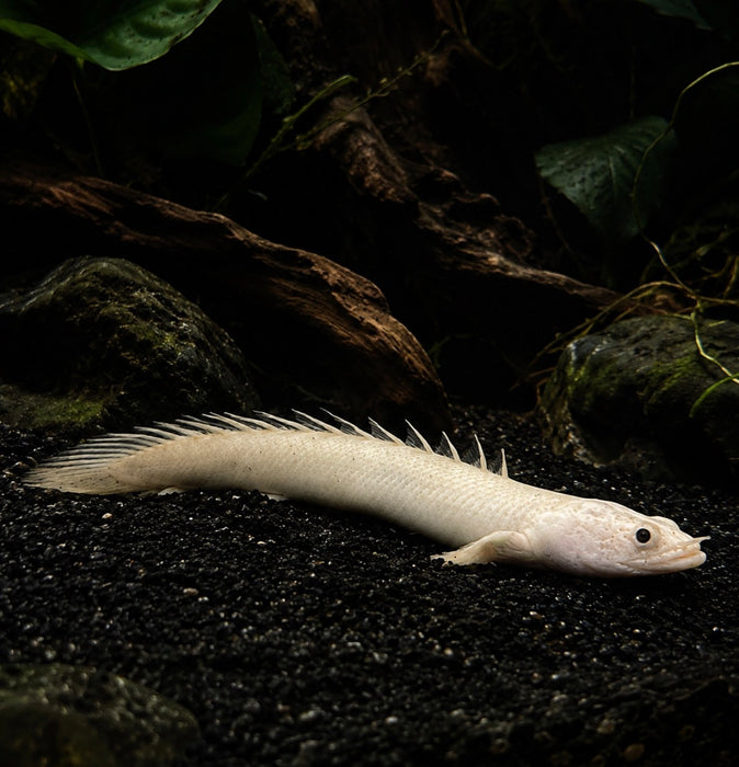 Platinum Endlicheri Bichir (Polypterus endlicheri)