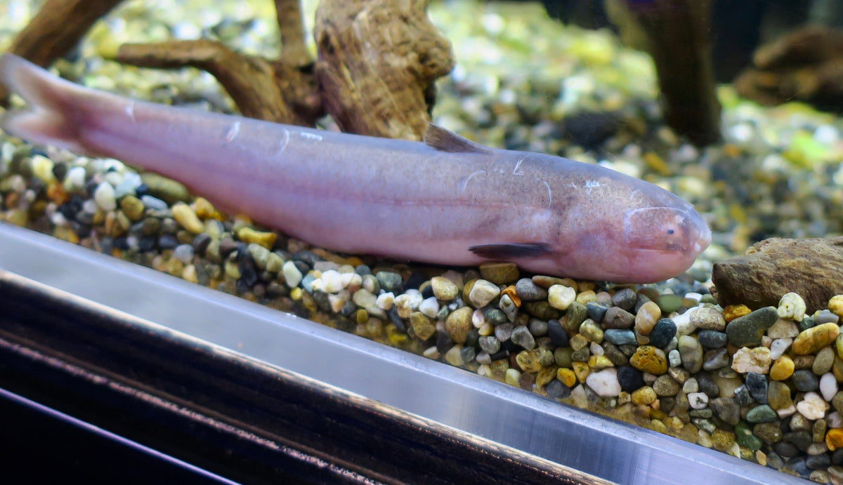 What Do Candiru Fish Do