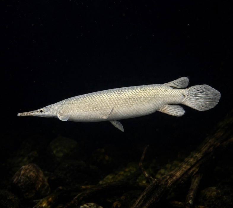 Platinum Florida Gar (Lepisosteus platyrhincus)