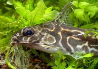Roberts Squeaker Catfish (Synodontis robertsi)