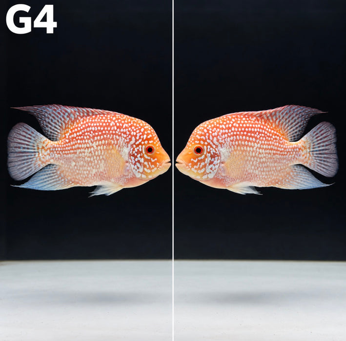 Golden Red Crystal Texas Cichlid