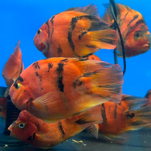 Load image into Gallery viewer, Red Tiger Parrot Cichlid (Cichlasoma  sp)
