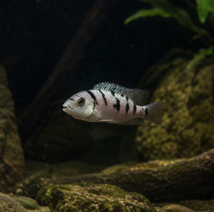 Freckled Cichlid (Rheoheros Lentiginosus)