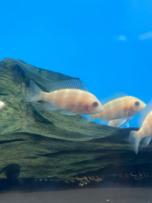 Albino Blue Frontosa (Cyphotilapia frontosa)