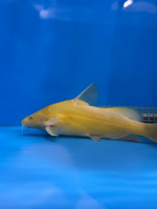 Albino Marble Lancer Catfish (Bagroides melapterus)