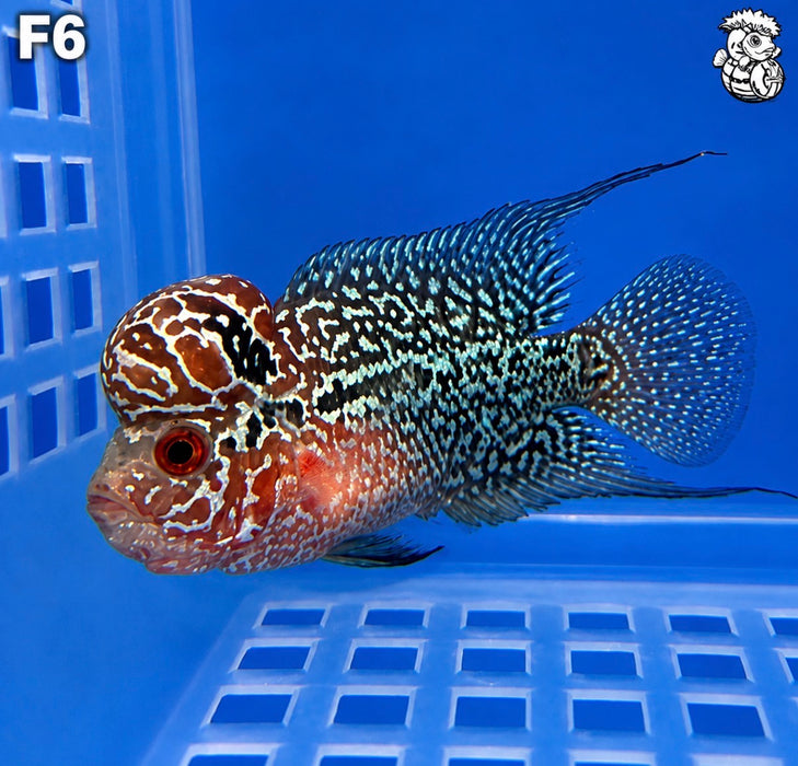 Flowerhorn Cichlid (Vieja sp)