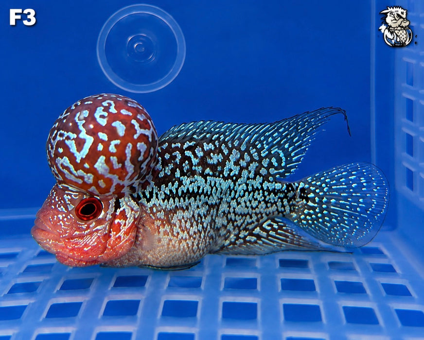 Flowerhorn Cichlid (Vieja sp)