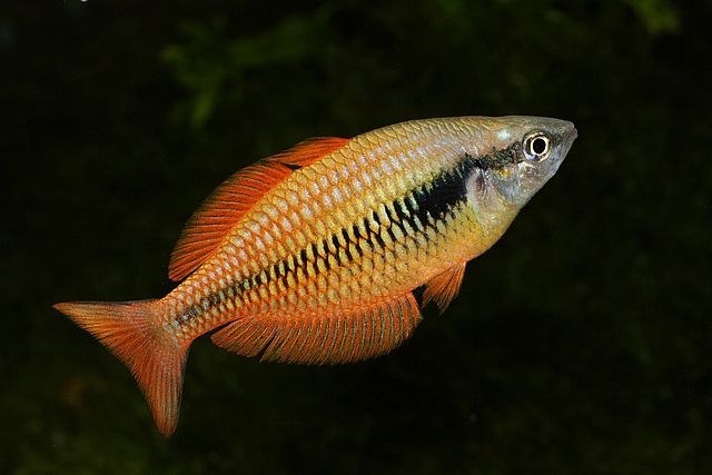 Lake Kurumoi Rainbowfish (Melanotaenia parva)