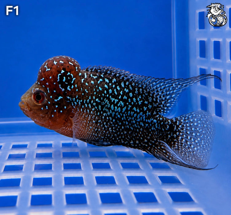 Flowerhorn Cichlid (Vieja sp)