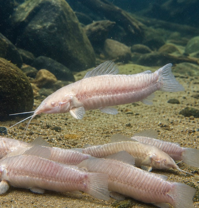 Albino Hoplo Catfish (Megalechis thoracata)