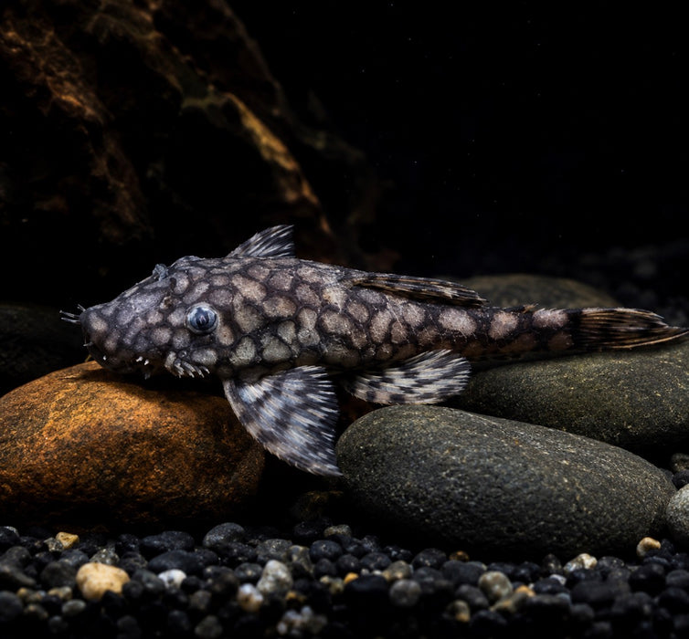 L519 Honeycomb Bristlenose Pleco (Ancistrus sp. L519)
