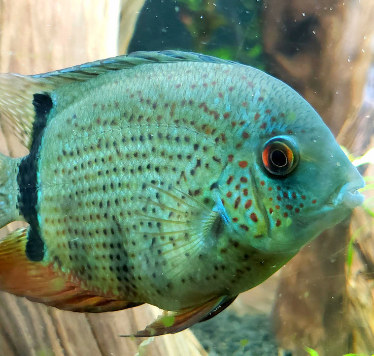 Blue Turquoise Severum (Heros severus)