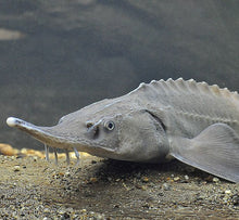 Load image into Gallery viewer, Siberian sturgeon (Acipenser baerii)
