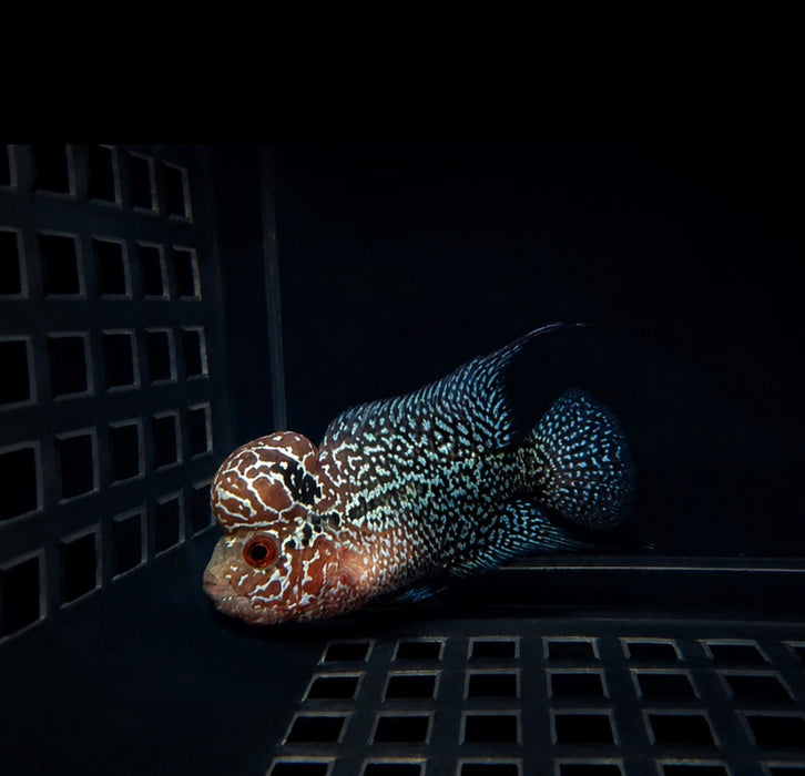 Kamfa Flowerhorn Cichlid (Cichlasoma sp)