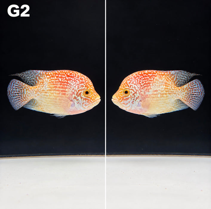 Golden Red Crystal Texas Cichlid