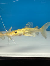 Load image into Gallery viewer, Golden Tiger Shovelnose Redtail Catfish Hybrid
