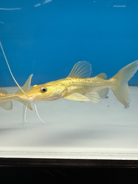 Golden Tiger Shovelnose Redtail Catfish Hybrid