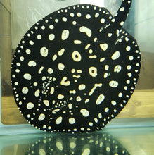 Load image into Gallery viewer, Thousand Island Black Diamond Stingray (Potamotrygon leopoldi)
