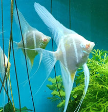 Load image into Gallery viewer, Albino Dantum Angelfish (Pterophyllum altum sp)
