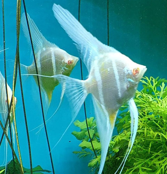 Albino Dantum Angelfish (Pterophyllum altum sp)