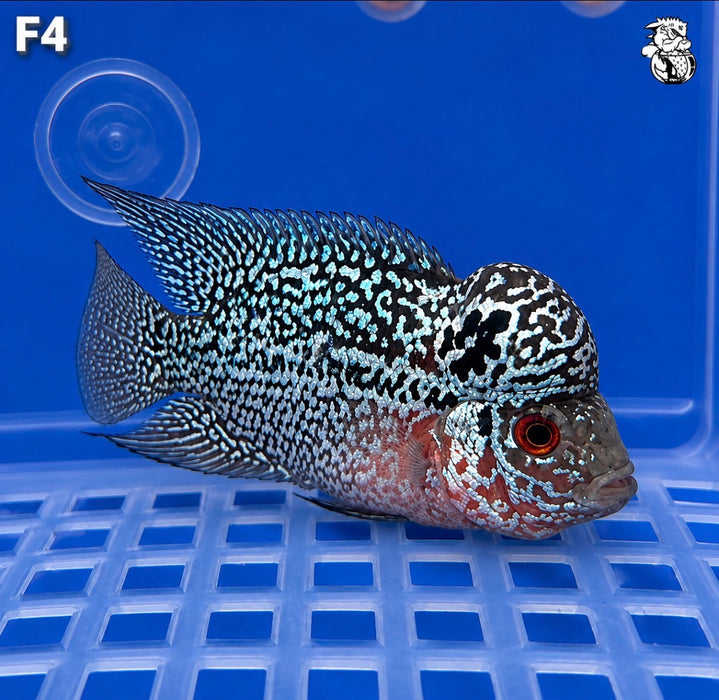 Flowerhorn Cichlid (Vieja sp)