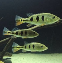 Load image into Gallery viewer, Spider Kelberi Peacock Bass (Cichla kelberi)

